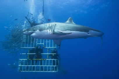 Vivez une expérience inédite : nagez avec des requins au Cap