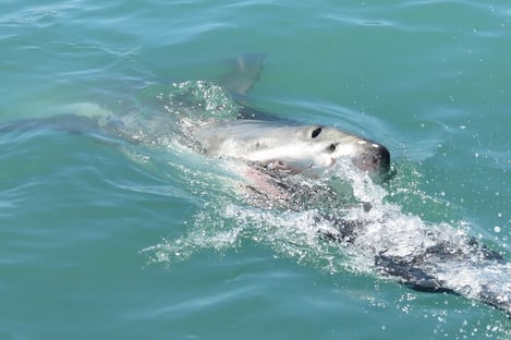 Diving with sharks