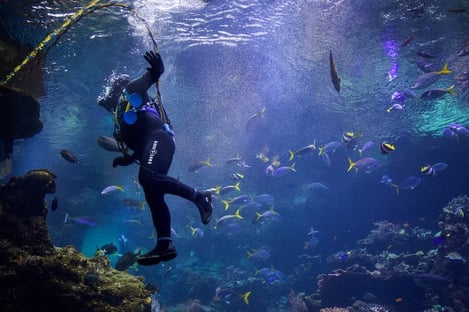 Le petit plus pour les plus courageux : nager avec les requins