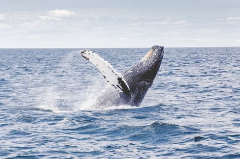 Une escapade nature : les baleines d’Hermanus