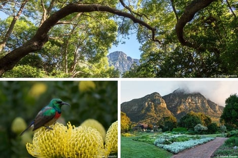 Kirstenbosch Botanical Garden