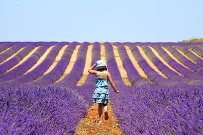 Provence et Île de Ré : au coeur des 2 plus belles régions de France