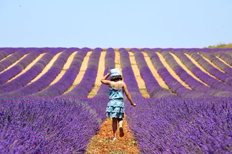 Provence et Île de Ré : au coeur des 2 plus belles régions de France