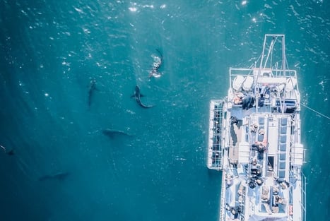 L’île aux requins