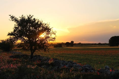 Discover Puglia, a wild and discreet region
