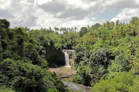 Delve into the jungle