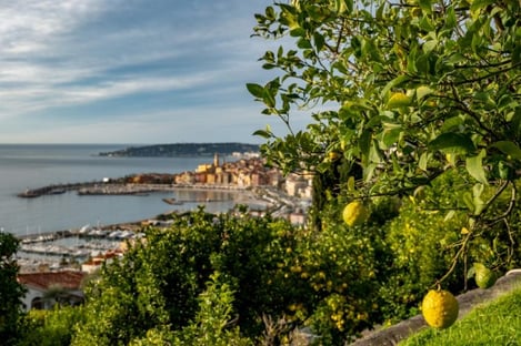 Le citron de Menton, une spécialité mondialement connue