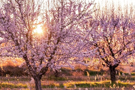 Spring comes early in the warmest areas of southern Spain 