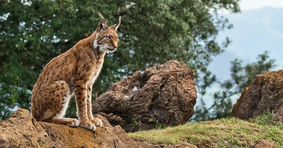 The Best Places in Spain for Wildlife Tourism | Villanovo