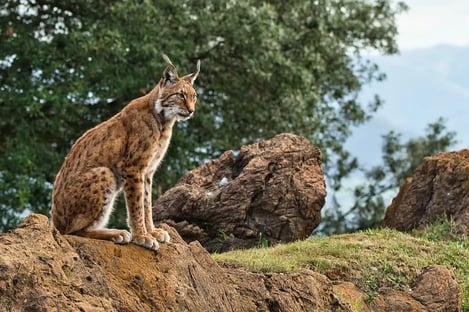 The Best Places in Spain for Wildlife Tourism