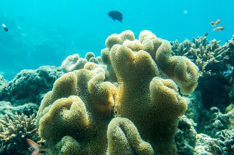 Les Maldives, une destination idéale pour la plongée sous-marine