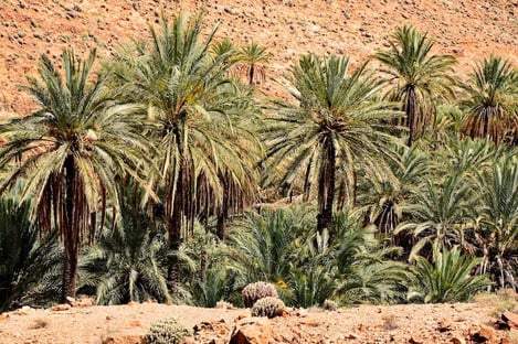 In and around Taroudant