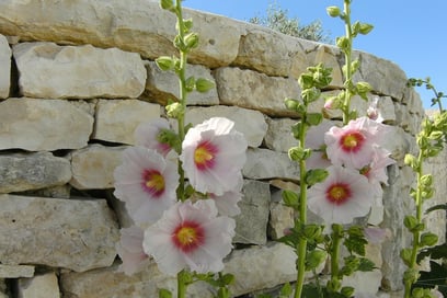 The hollyhock, the emblematic flower of Ile de Ré