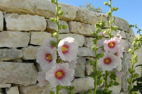 The hollyhock, the emblematic flower of Ile de Ré