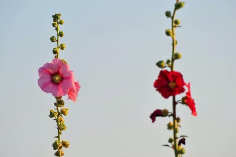 A unique part of the island's landscape