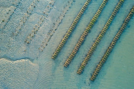Oysters, treasures of the sea on the Ile de Ré