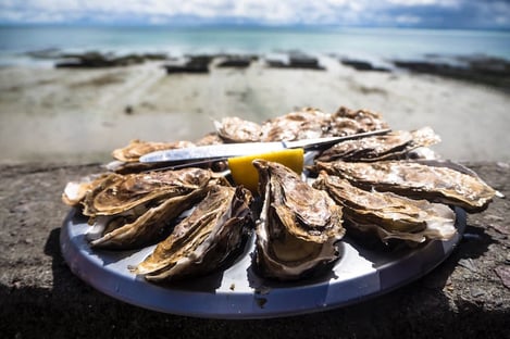 Oysters, treasures of the sea on the Ile de Ré