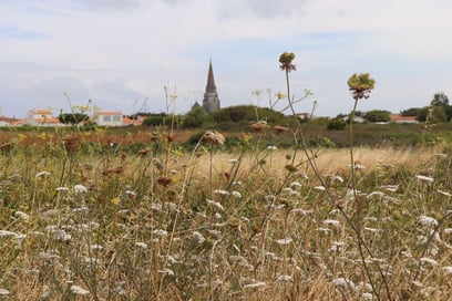 Découvrir l'île de Ré à vélo