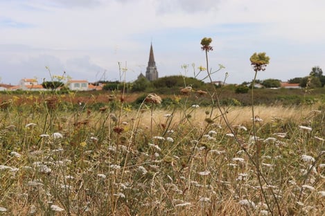 Découvrir l'île de Ré à vélo