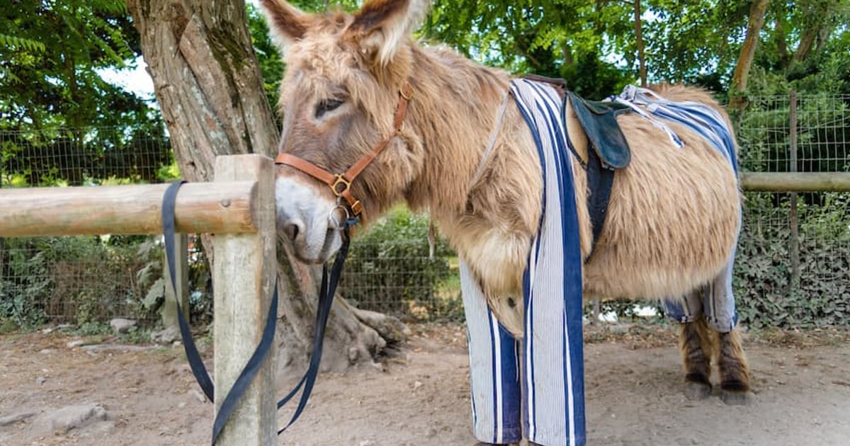 Meet the cheeky donkeys from Ré | Villa Île de Ré