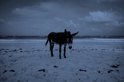 Petite histoire de l’âne qui tangue