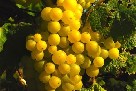 Histoire du vignoble rétais