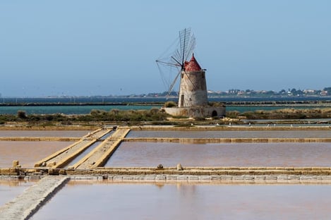 La faune et la flore des marais salants