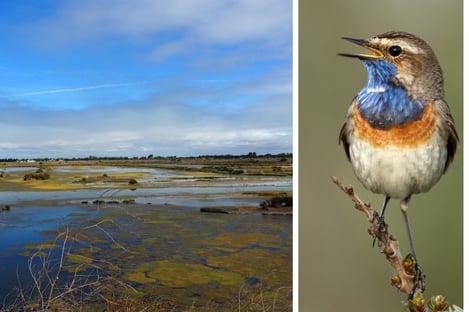 Lilleau des Niges, le paradis des oiseaux sur l’Île de Ré