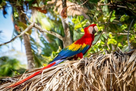 À la découverte des richesses naturelles et des paysages tropicaux