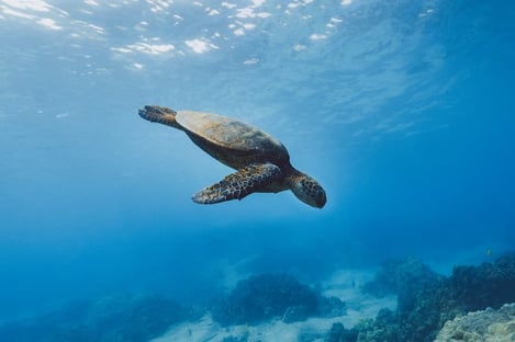 5- Snorkel in Isla del Cano