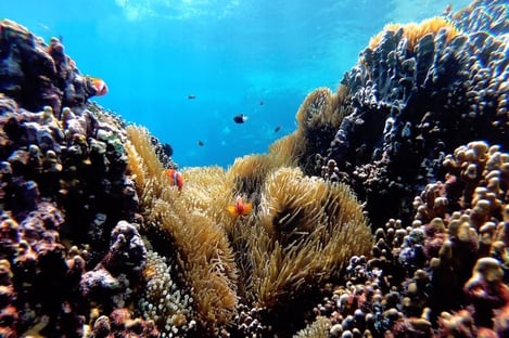 What to choose: diving or snorkeling? Visit the marine world of Ibiza