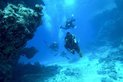 Une richesse végétale inouïe