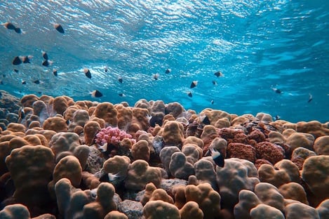 Une faune et une flore unique