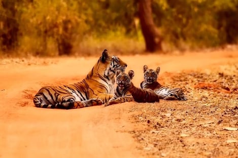 5- Explore with family one of the most beautiful safari