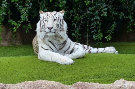 7- Le parc national de Bannerghatta