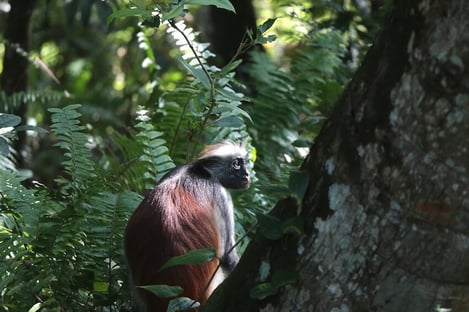 8- Partez à la rencontre des animaux dans le parc national de Jozani