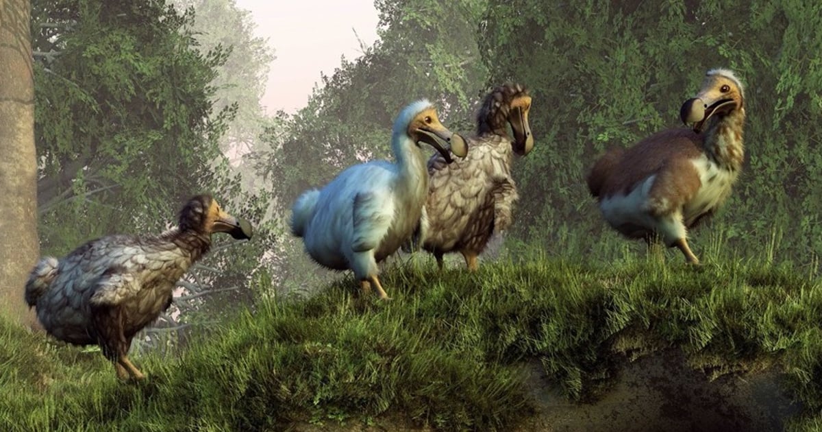 DODO: The Extinct Bird of Mauritius | Maurice Villas