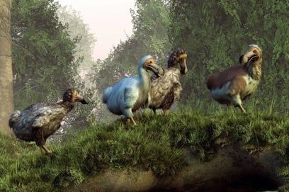 DODO: The Extinct Bird of Mauritius