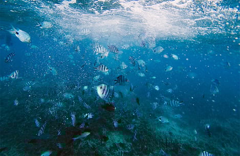 Quel est meilleur moment de l’année pour plonger à l’île Maurice ?