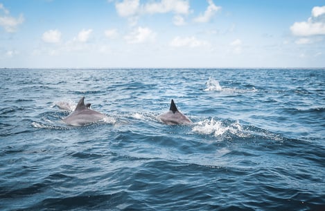 What to do in Mauritius? By season