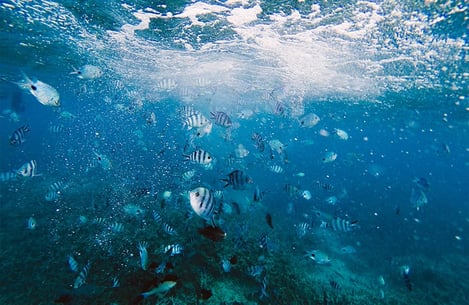 Du catamaran au petit bateau privé, choisissez votre croisière