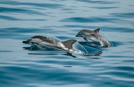 Quelles sont les plus belles excursions pour nager avec les dauphins à l'île Maurice ?