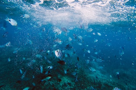 Dive into the turquoise waters of the Indian Ocean