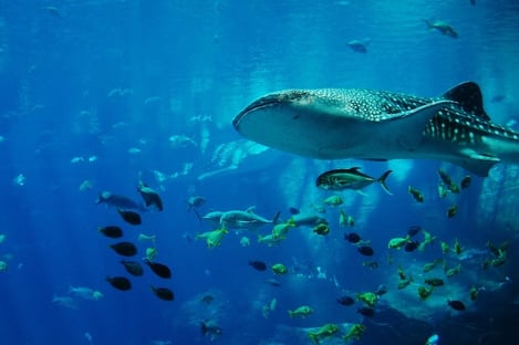 5- La Fosse aux Requins, Rocher aux Pigeons