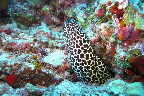 4- Rempart Serpent, Flic en Flac