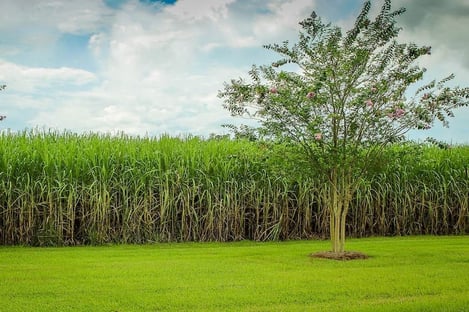 A few bottles of rums to taste on Mauritius