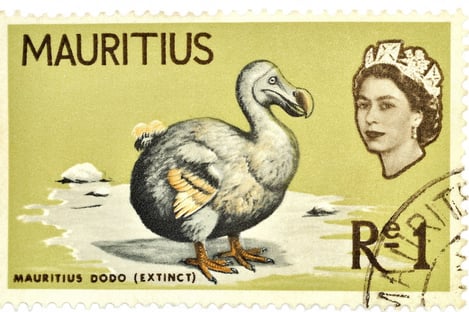 The Dodo: the late bird and symbol of Mauritius