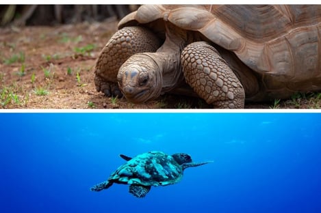 Vos vacances avec les tortues de l’Île Maurice