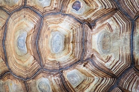 Vos vacances avec les tortues de l’Île Maurice