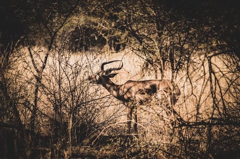 4. Ride an e-bike in the safari